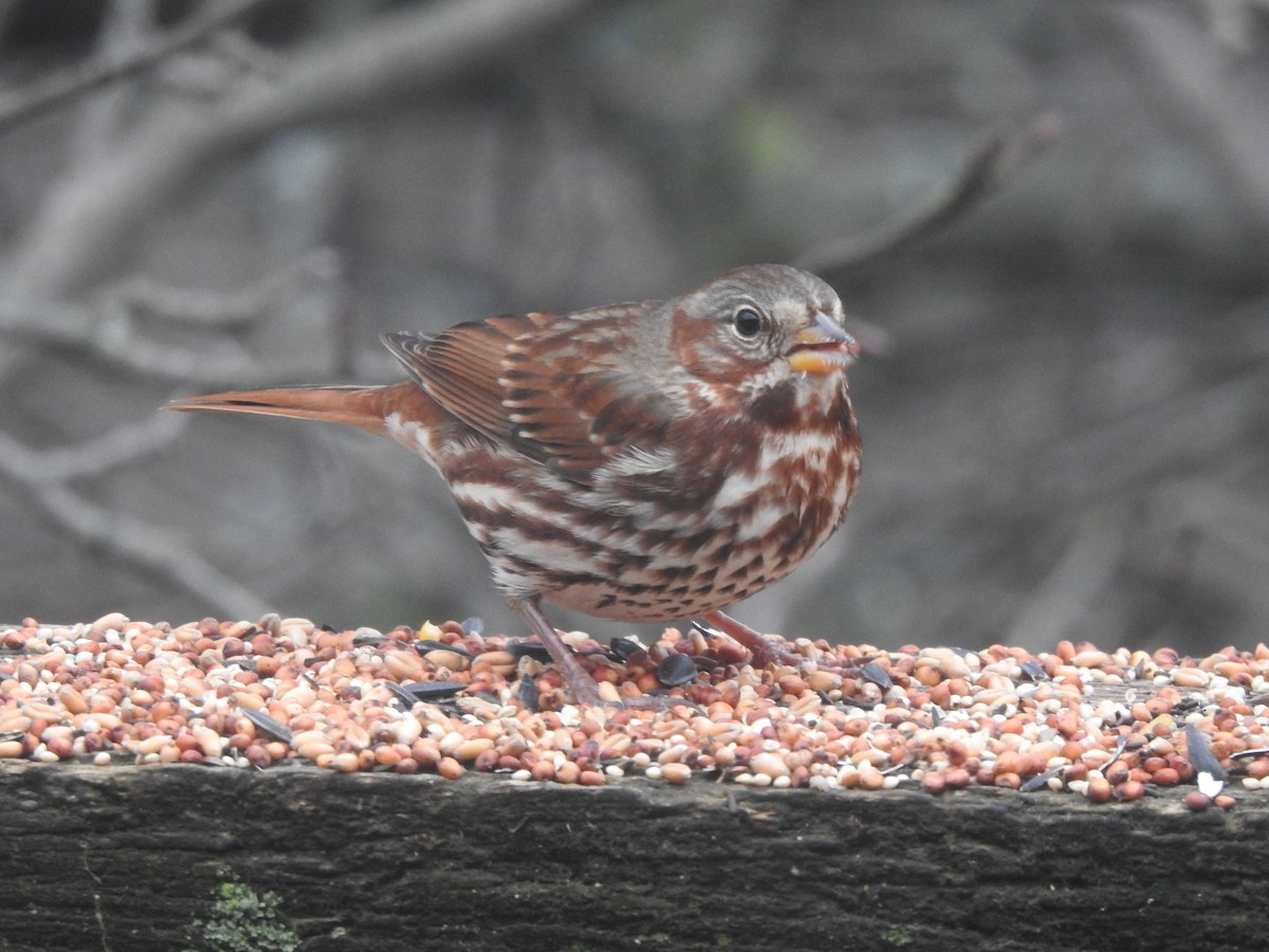 Fox Sparrow - ML626583447