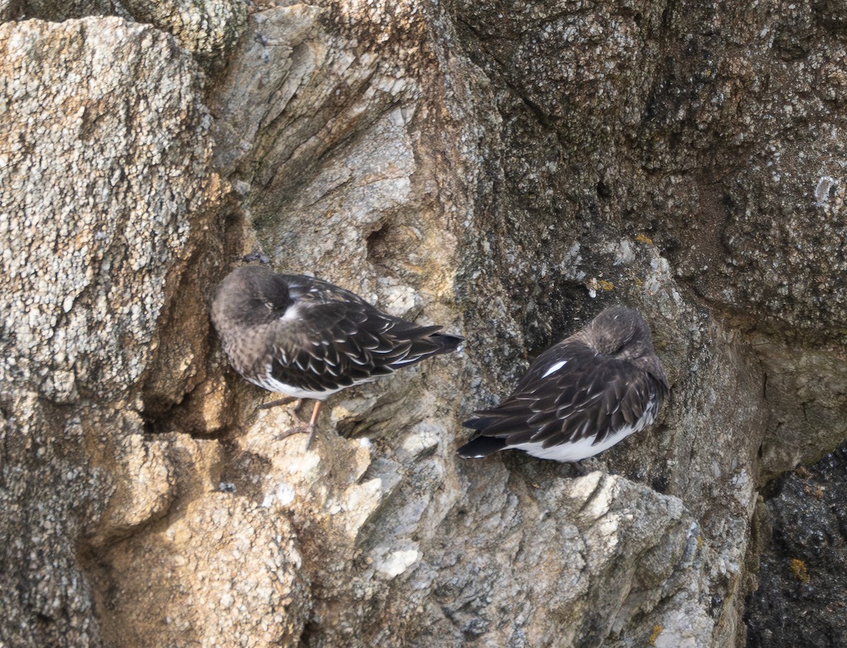 Black Turnstone - ML626583449