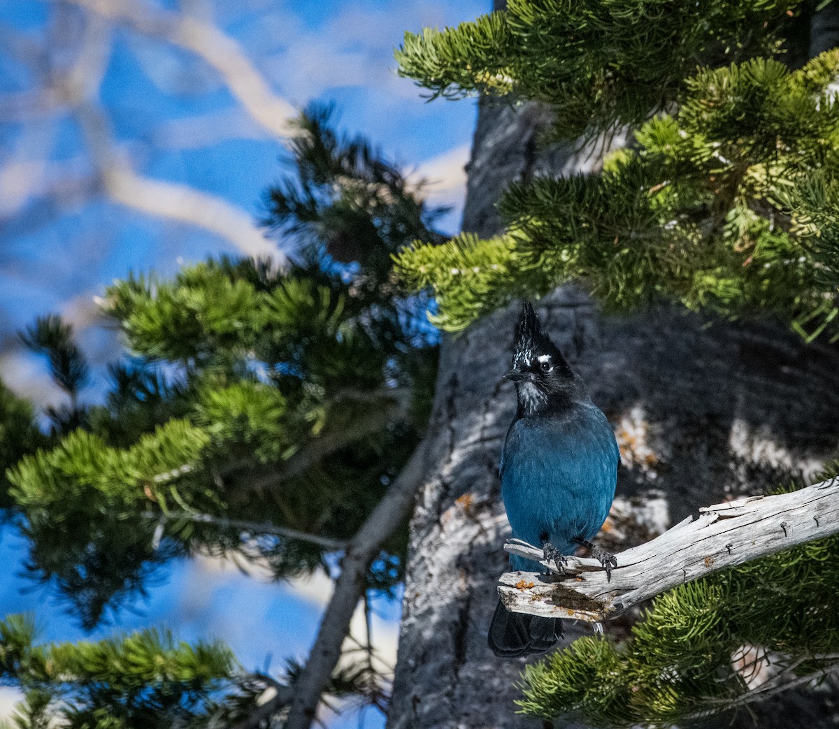 Steller's Jay - ML626583473