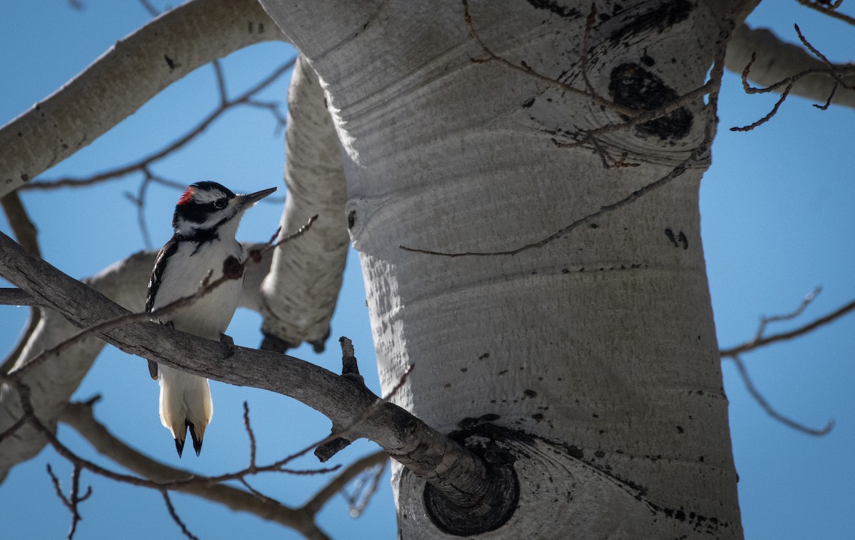 Hairy Woodpecker - ML626583488