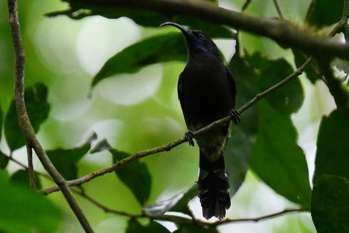 Sao Tome Sunbird - ML626583489