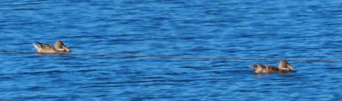 Northern Shoveler - ML626583496