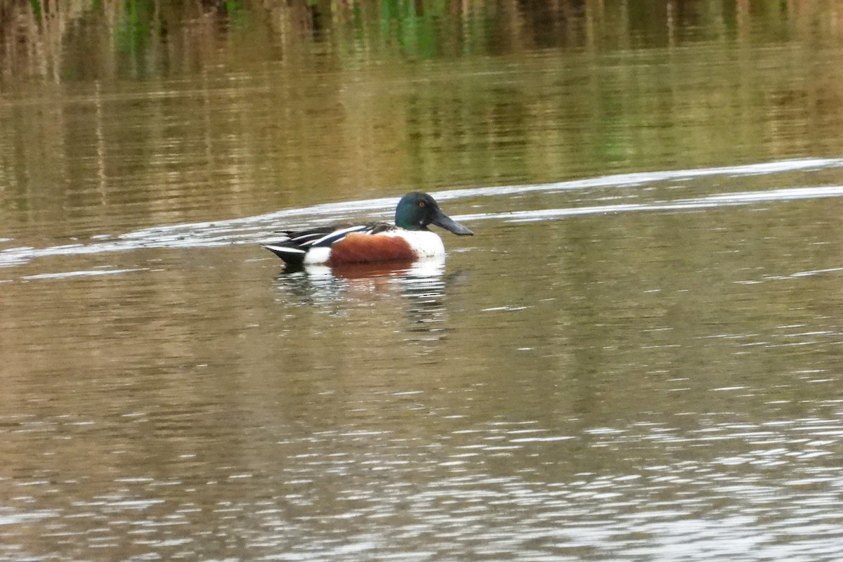 Northern Shoveler - ML626583498