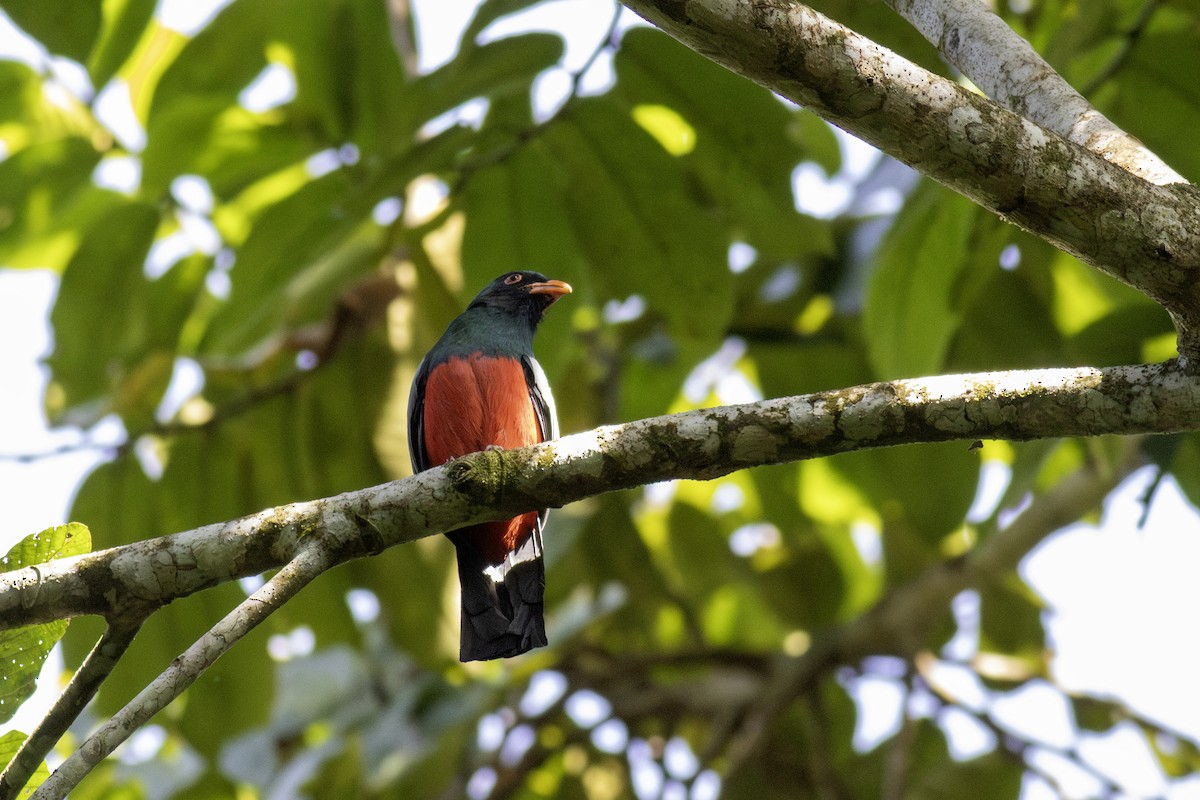 Slaty-tailed Trogon - ML626583499