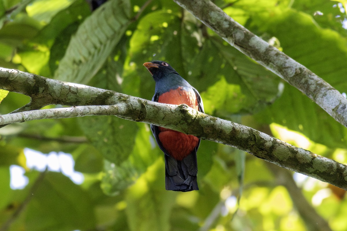 Slaty-tailed Trogon - ML626583500