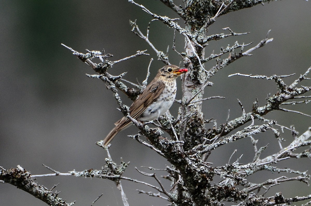 Swainson's Thrush - ML626583507