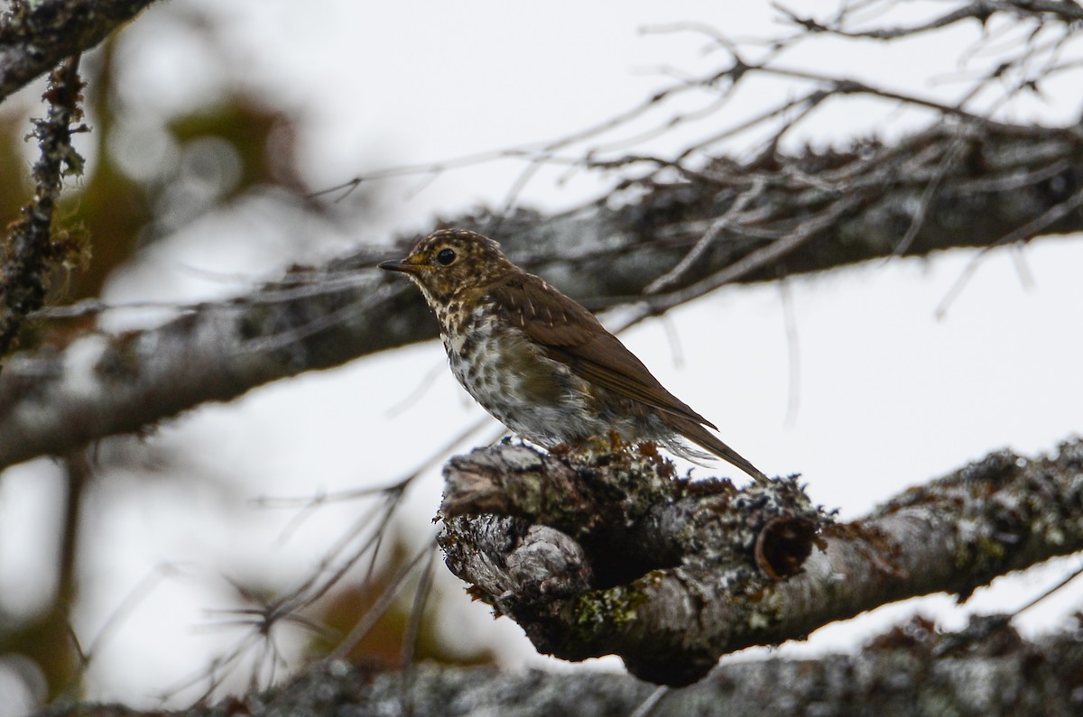 Swainson's Thrush - ML626583508