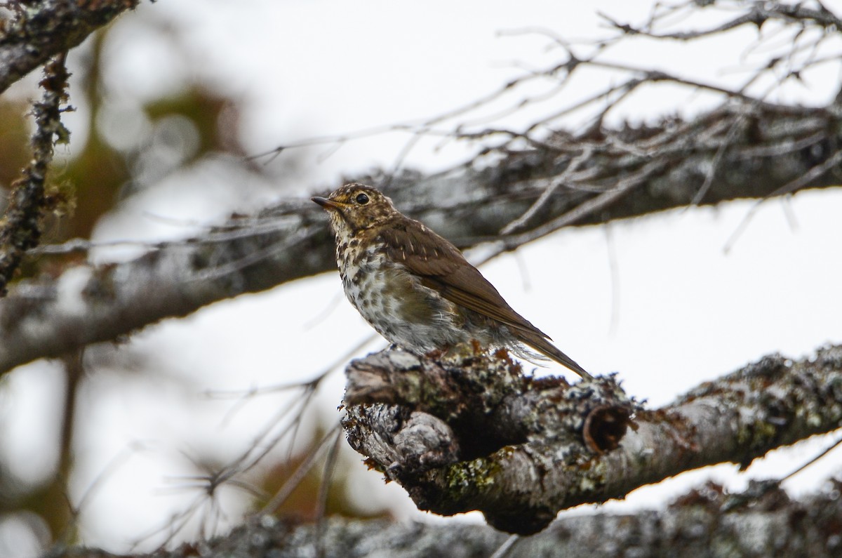 Swainson's Thrush - ML626583509