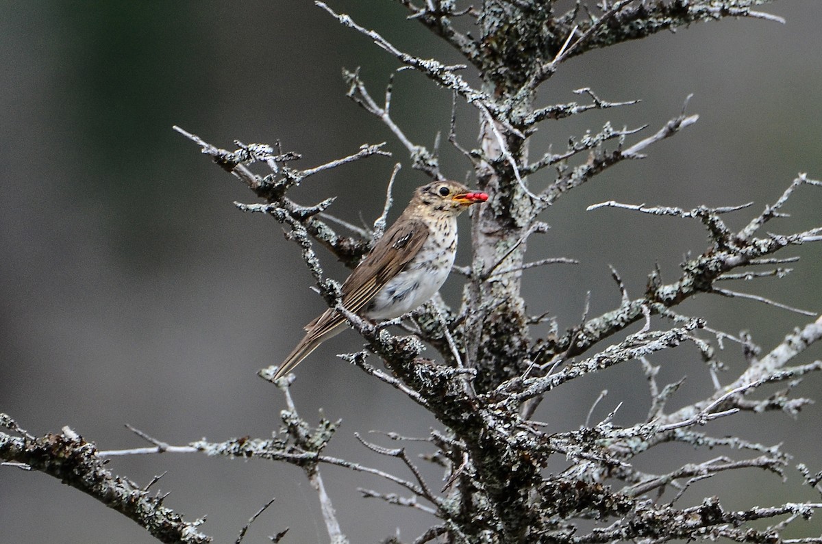 Swainson's Thrush - ML626583510