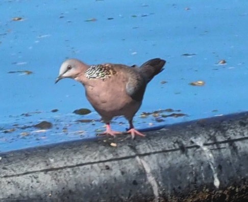 Spotted Dove - ML626583511