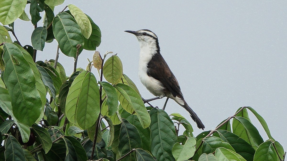 Bicolored Wren - ML626583512