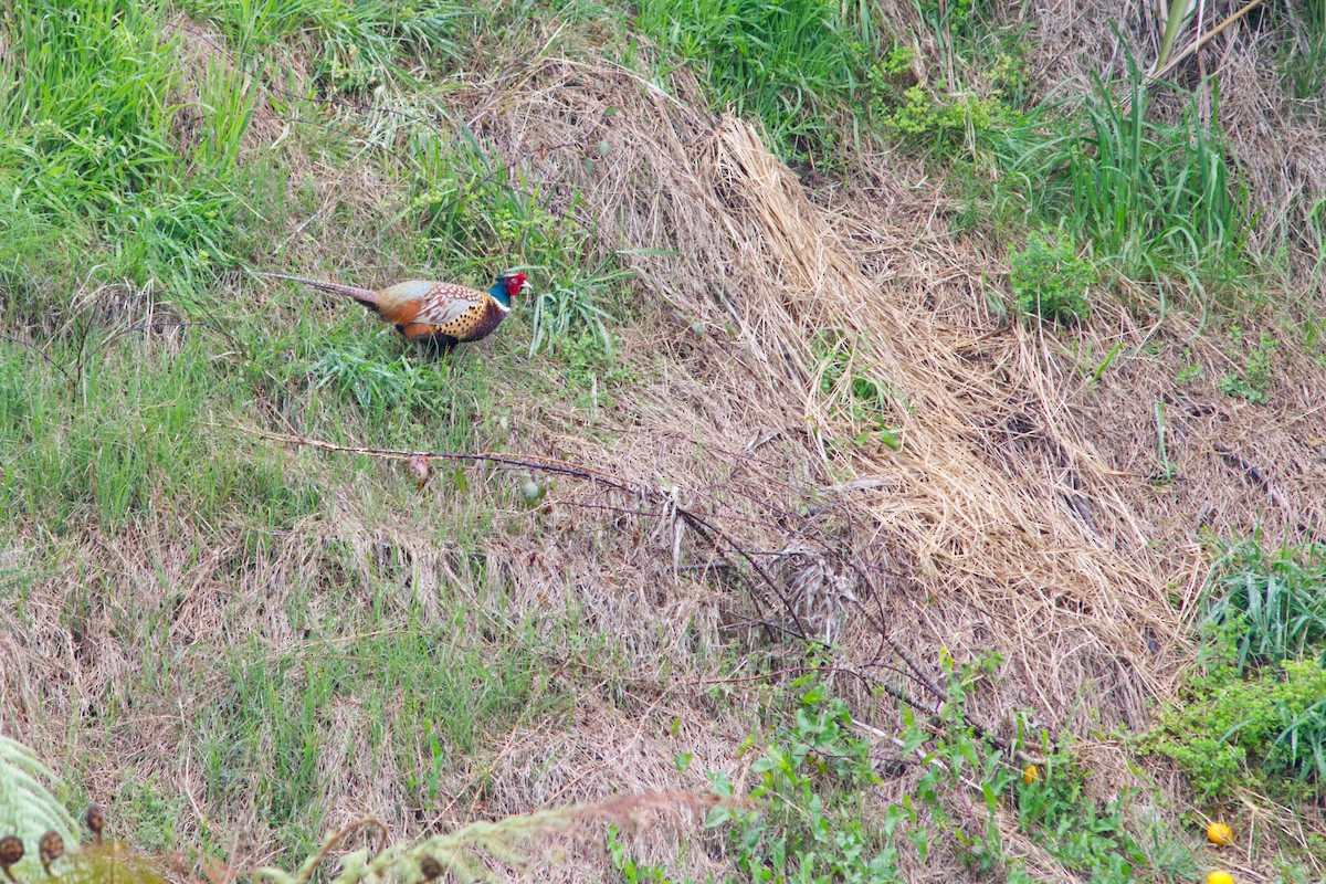 Ring-necked Pheasant - ML626583513