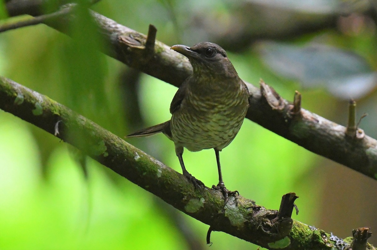 Sao Tome Thrush - ML626583515