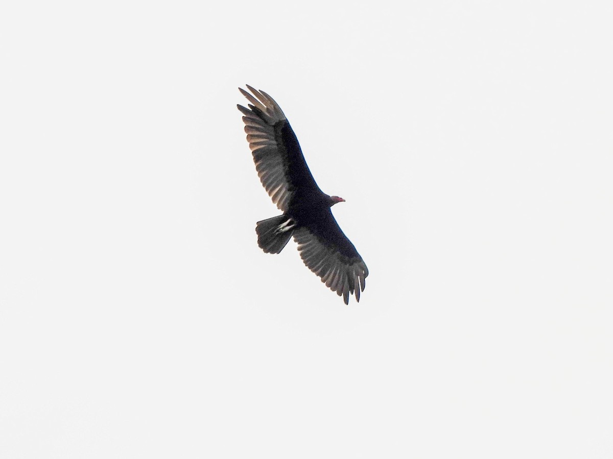 Lesser Yellow-headed Vulture - ML626583519