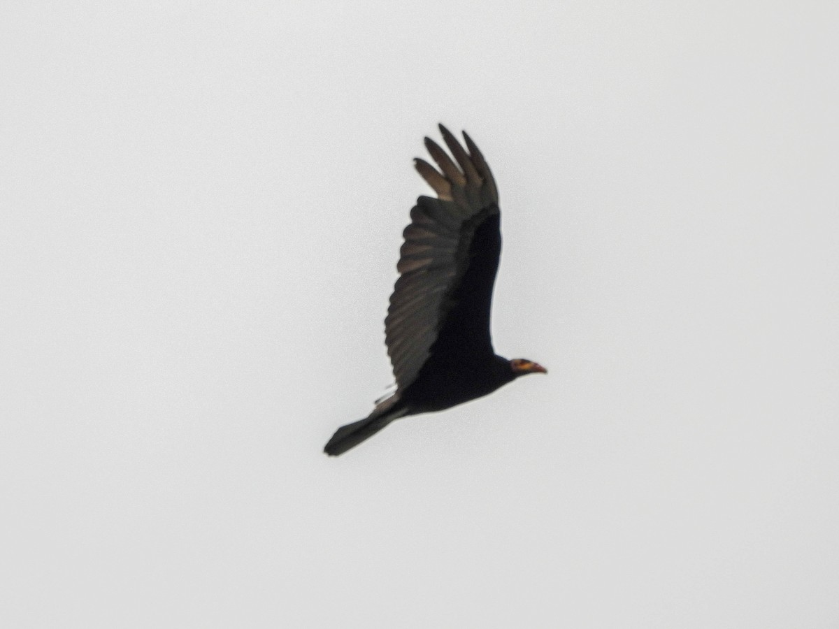 Lesser Yellow-headed Vulture - ML626583520