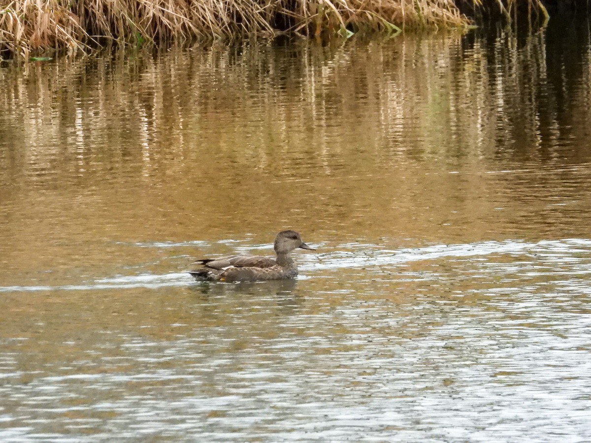 Gadwall - ML626583521