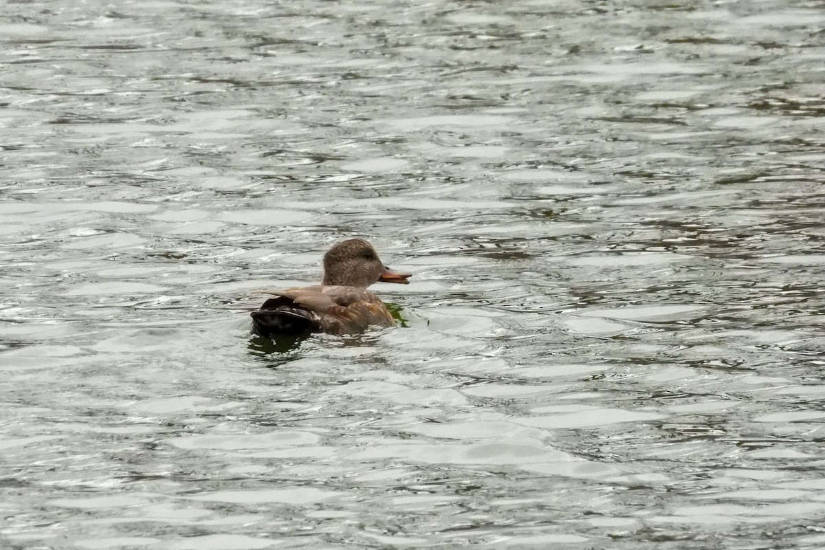 Gadwall - ML626583522