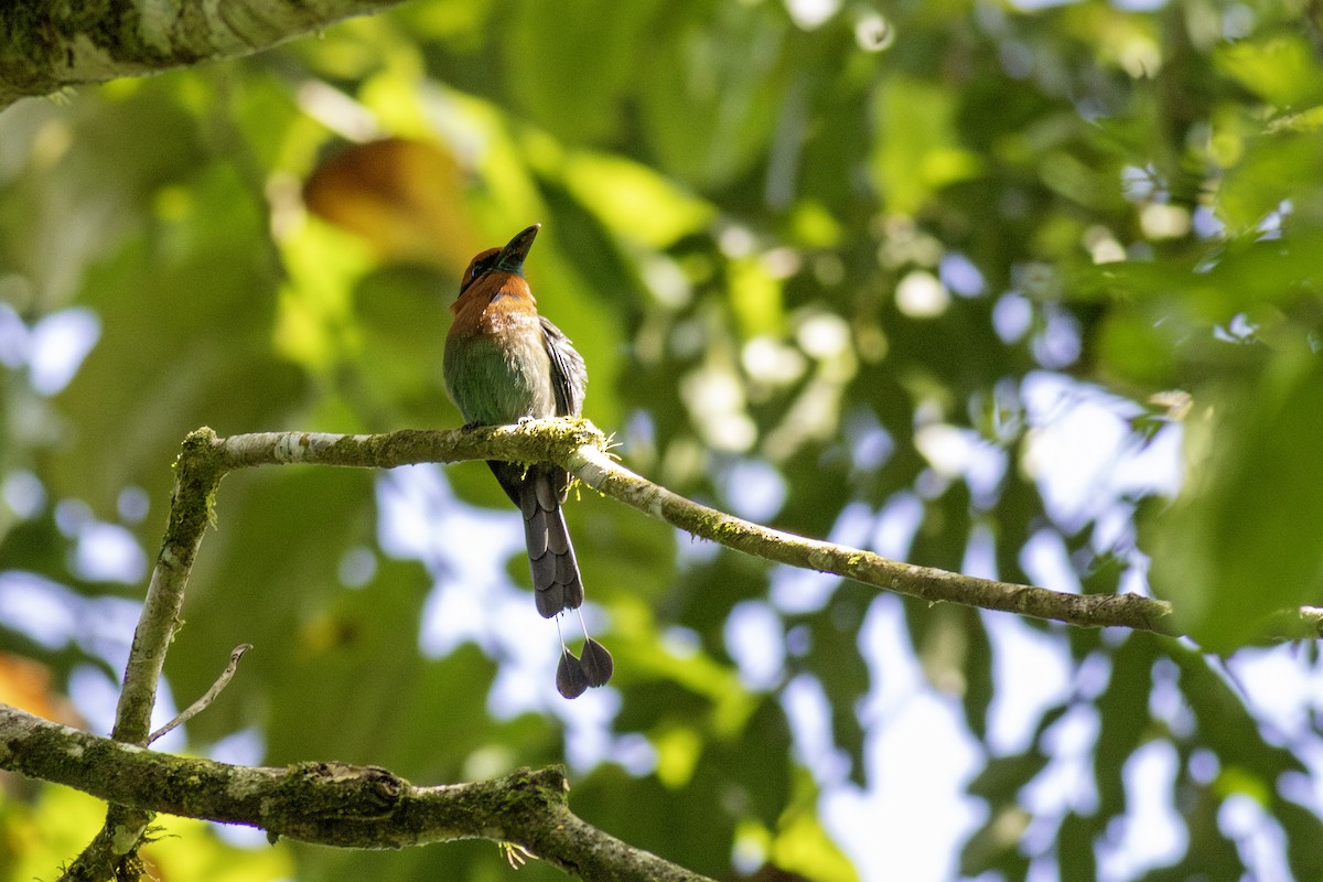 Broad-billed Motmot - ML626583534