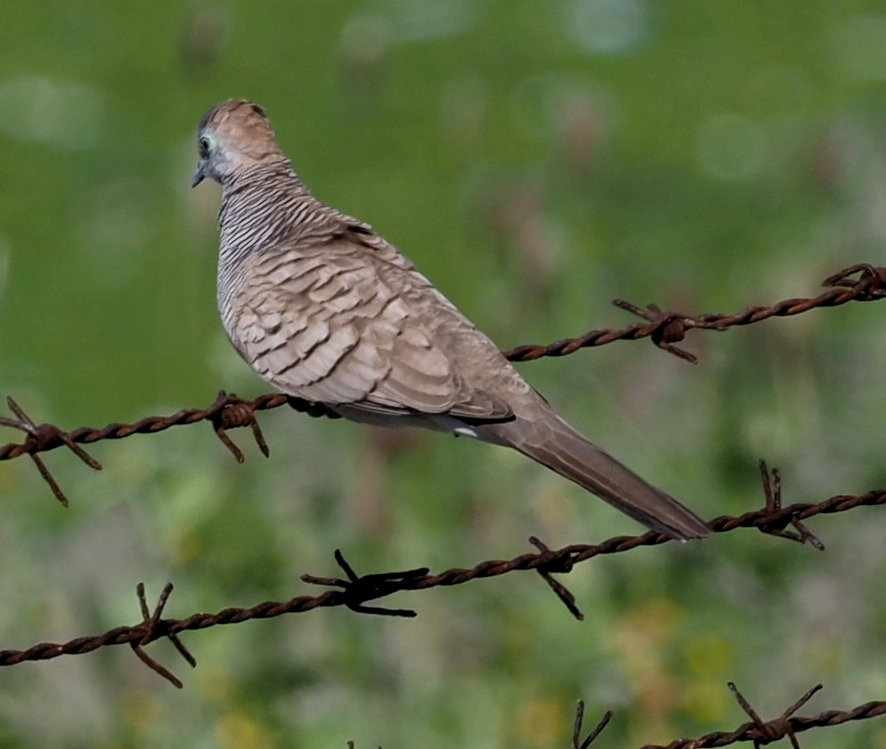 Zebra Dove - ML626583536