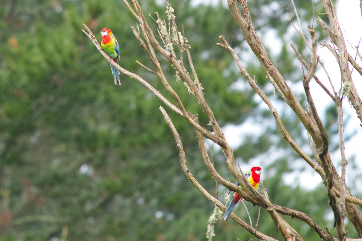 Eastern Rosella - ML626583537