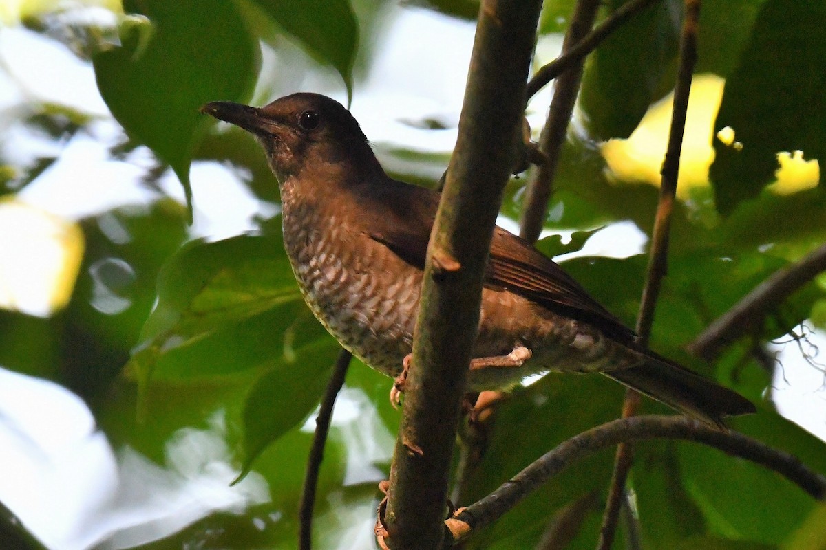 Sao Tome Thrush - ML626583540