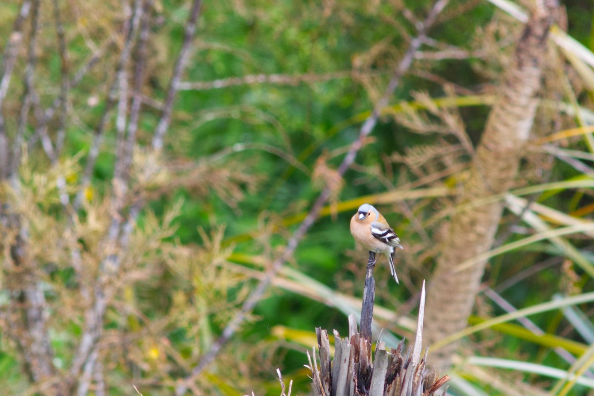 Common Chaffinch - ML626583544