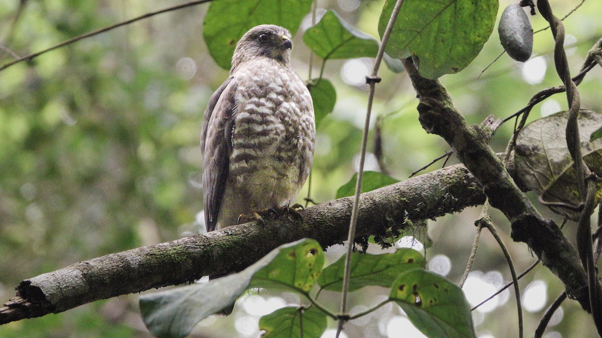 Broad-winged Hawk - ML626583545