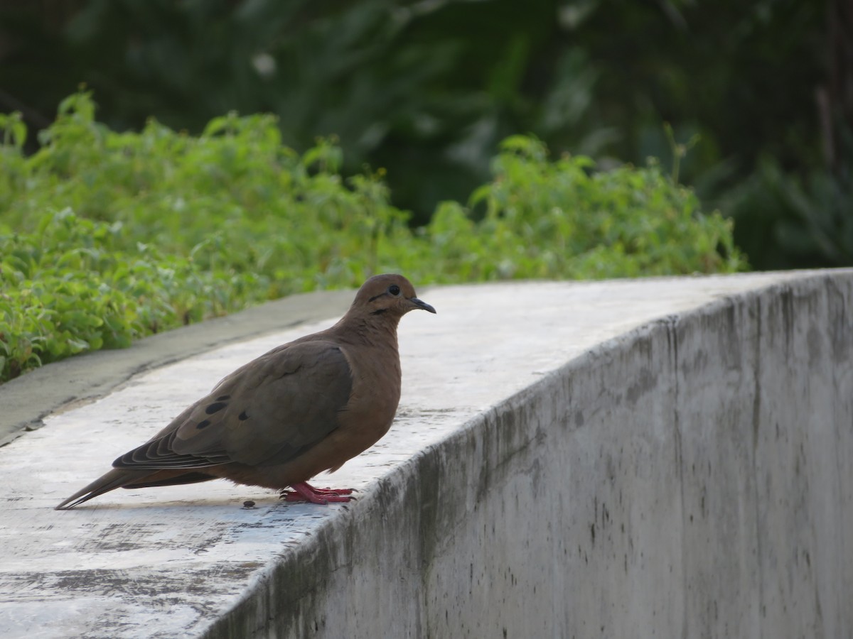 Eared Dove - ML626583650