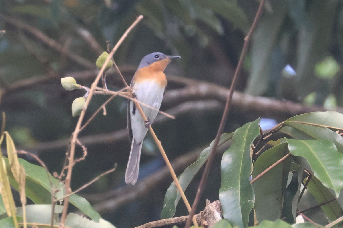 Leaden Flycatcher - ML626583668