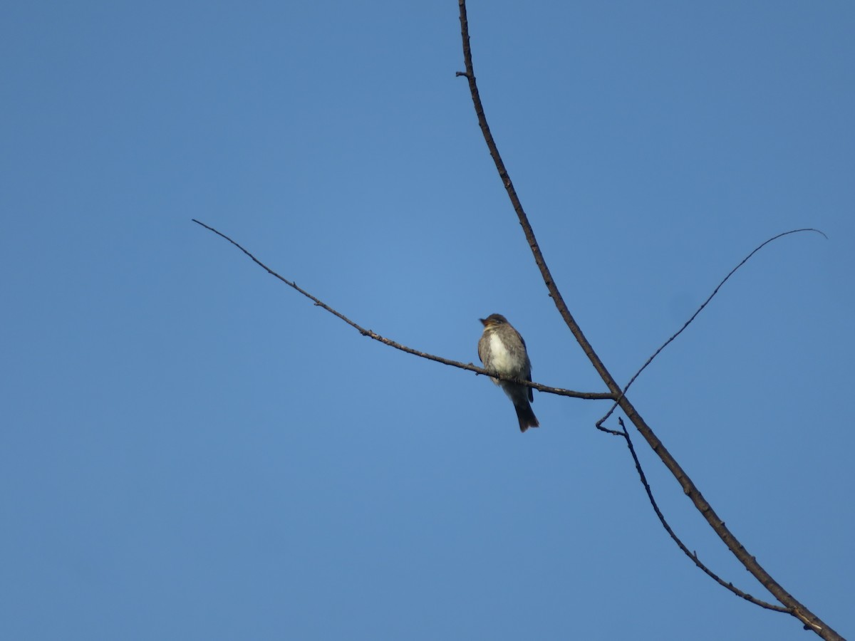 Olive-sided Flycatcher - ML626583696