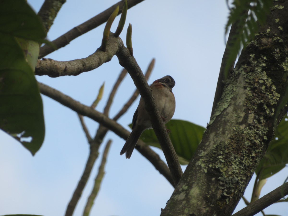 Rufous-collared Sparrow - ML626583720