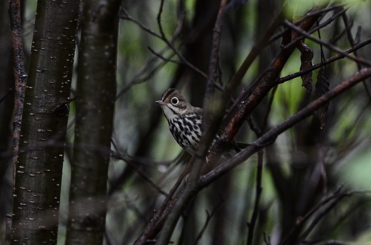 Ovenbird - ML626583892