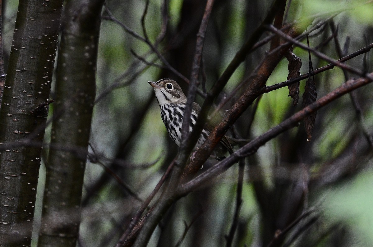 Ovenbird - ML626583893