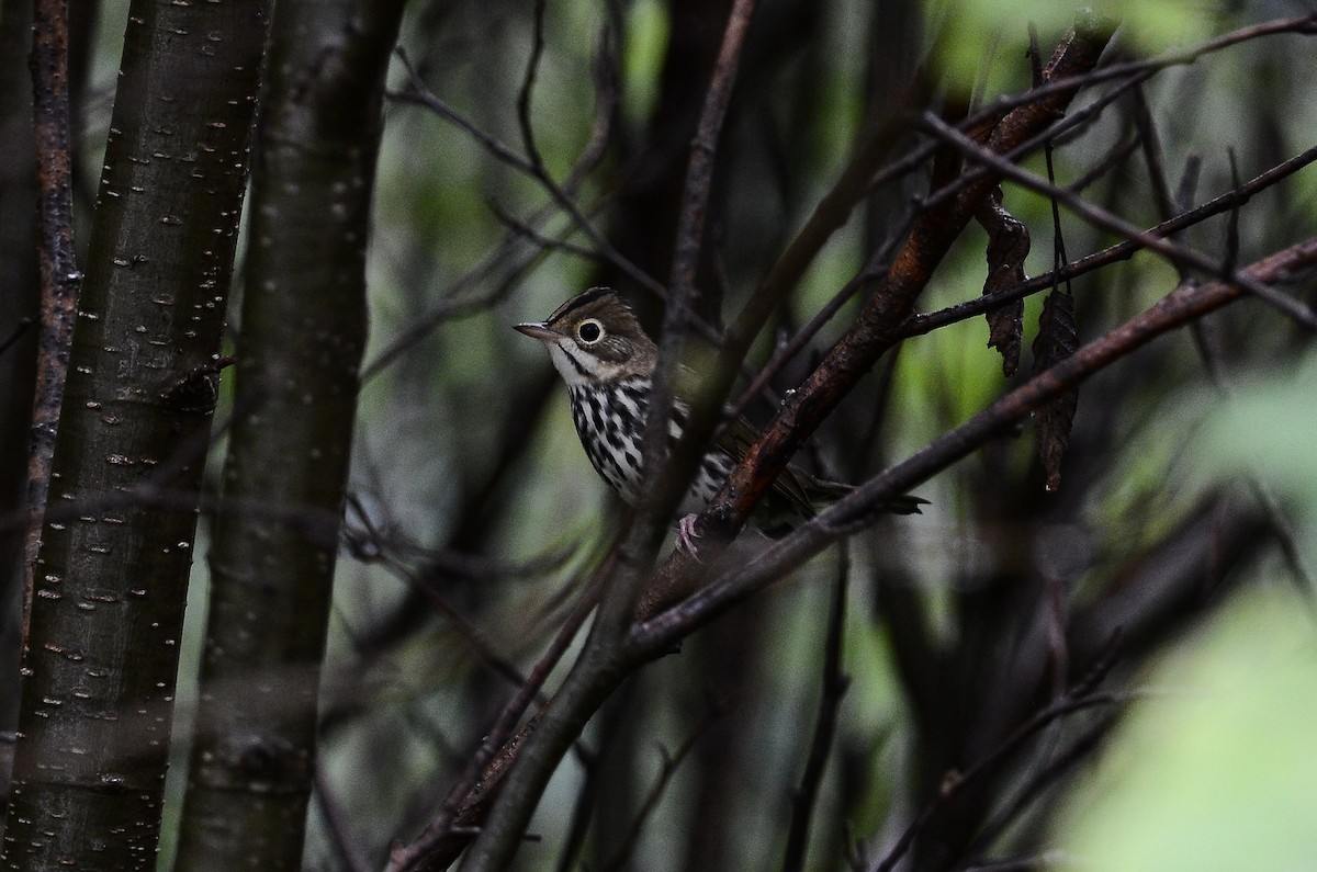 Ovenbird - ML626583894