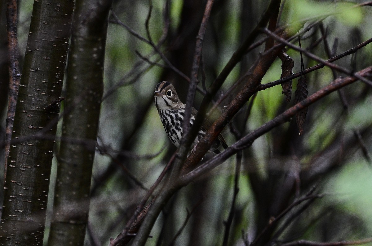 Ovenbird - ML626583895