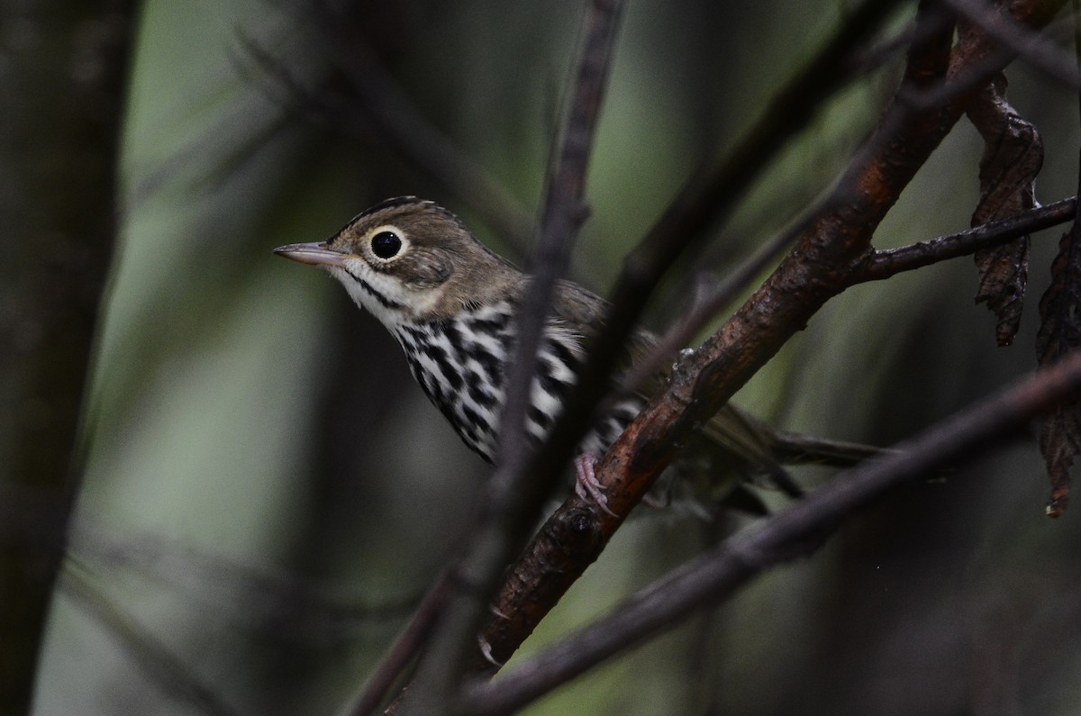 Ovenbird - ML626583898