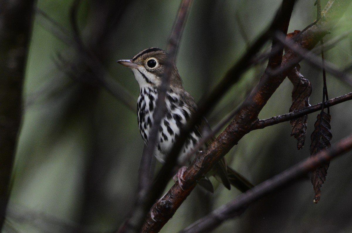 Ovenbird - ML626583899
