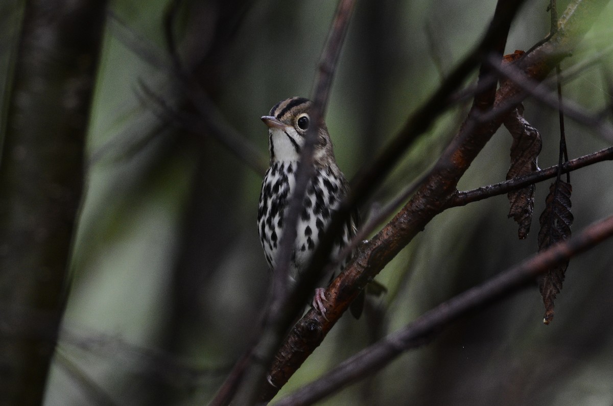 Ovenbird - ML626583900