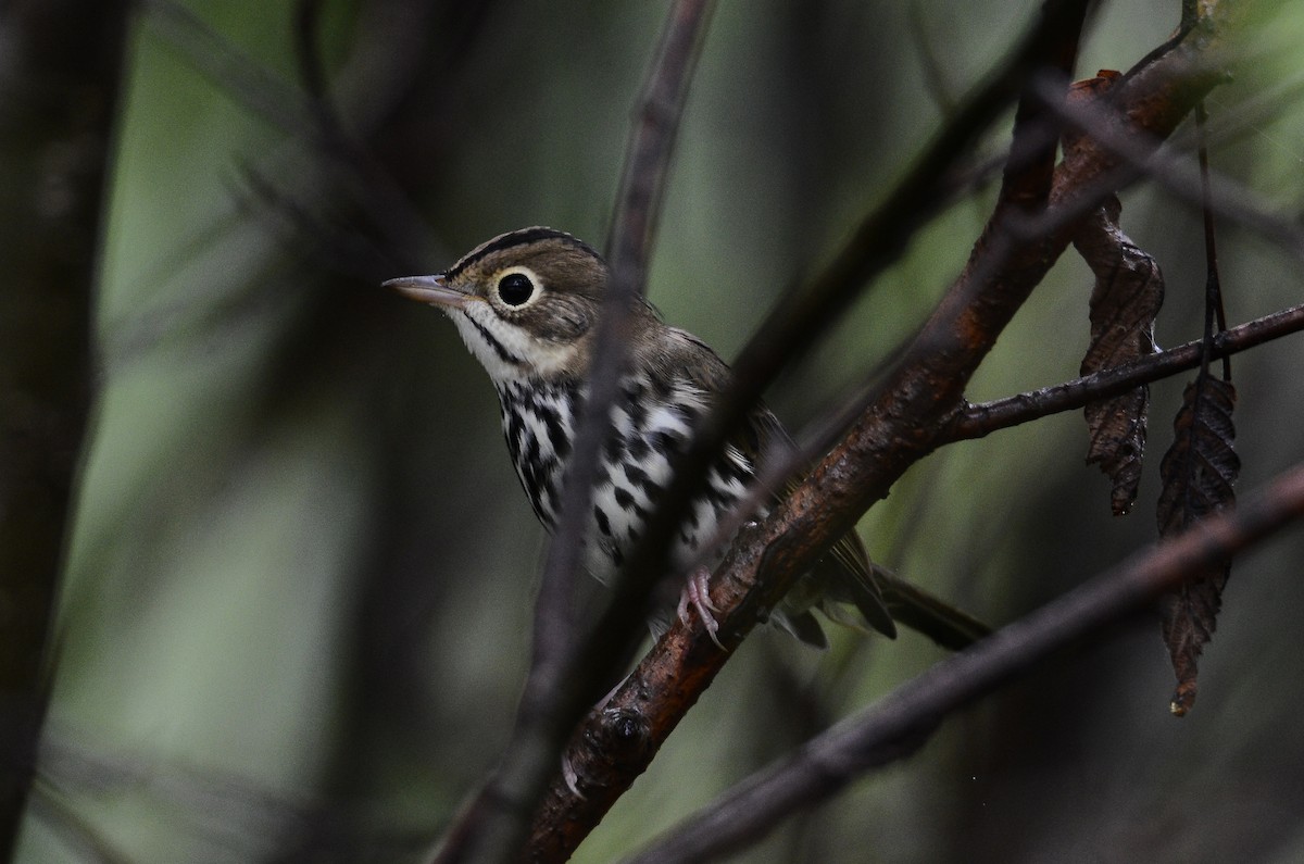 Ovenbird - ML626583901