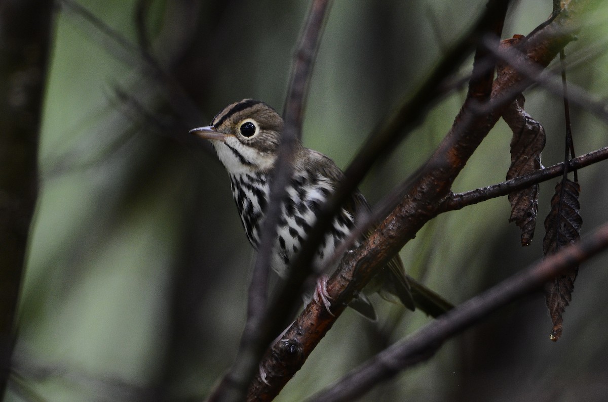 Ovenbird - ML626583902