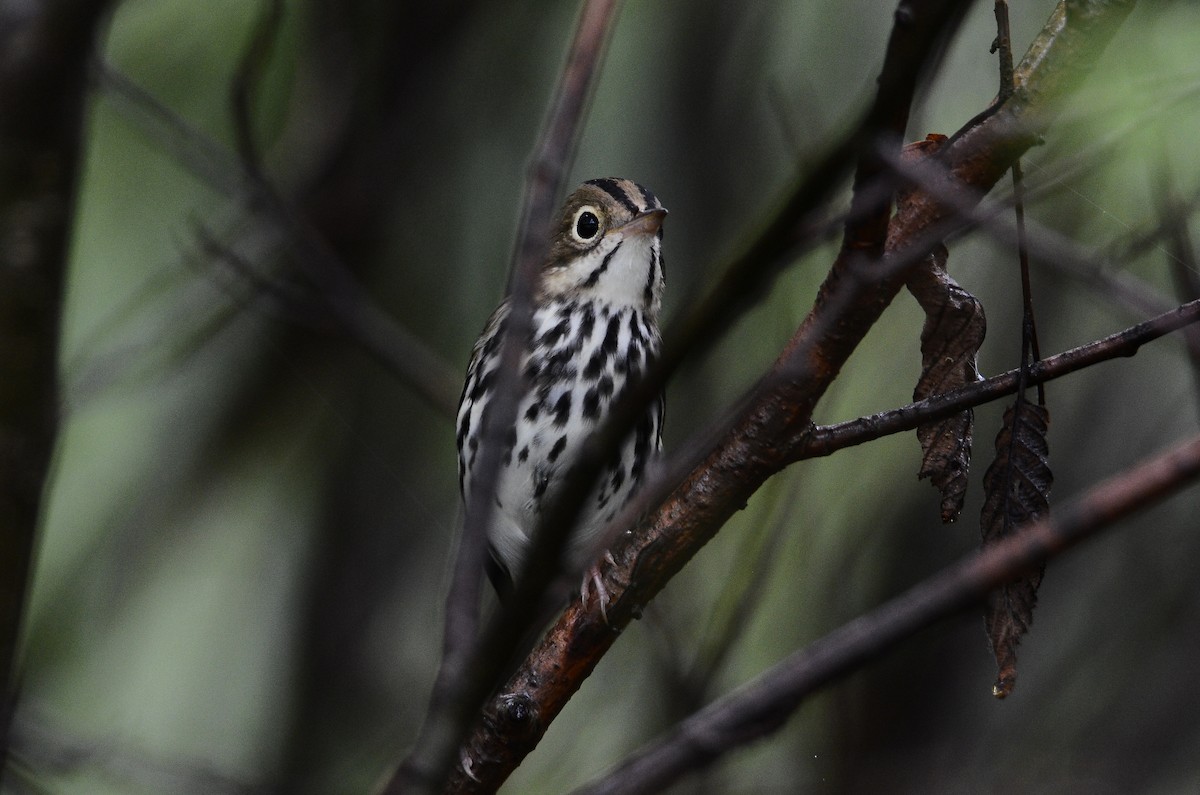 Ovenbird - ML626583903
