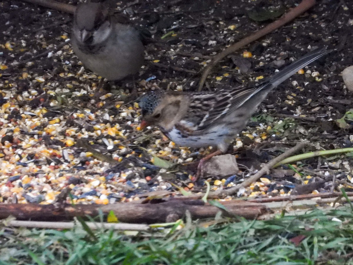 Harris's Sparrow - ML626583961