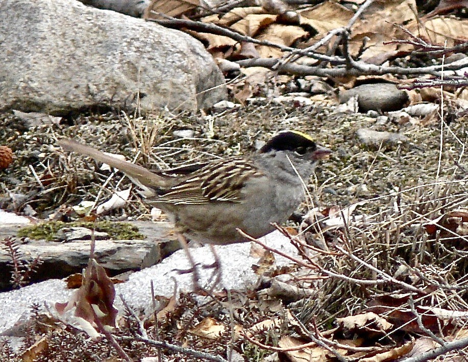 Golden-crowned Sparrow - ML626583971