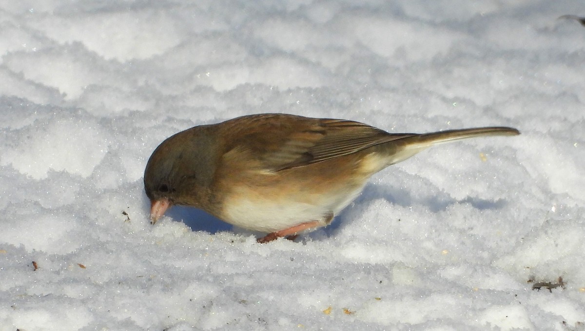 Dark-eyed Junco (Oregon) - ML626584000