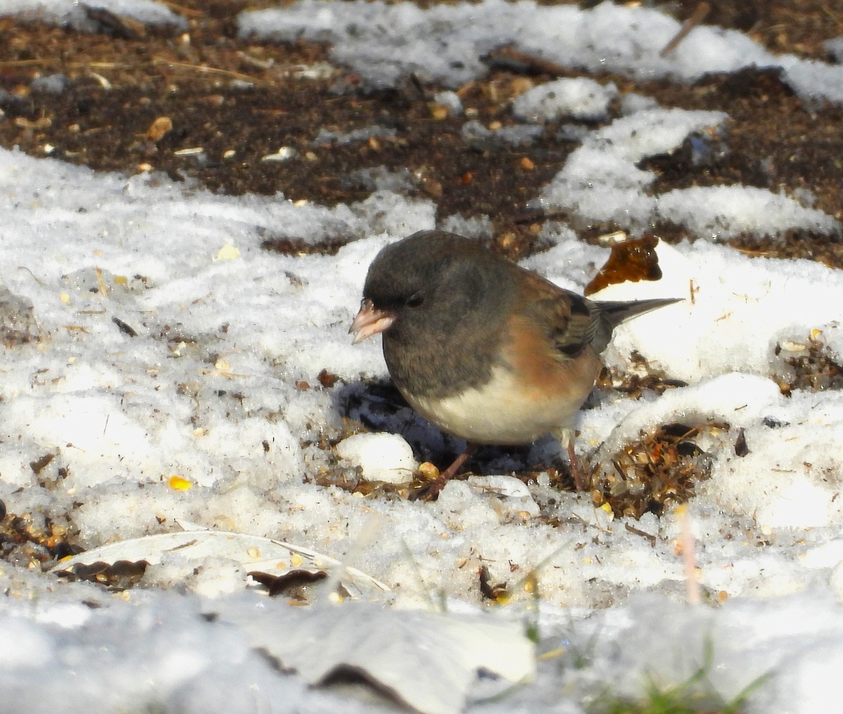 Dark-eyed Junco (Oregon) - ML626584012