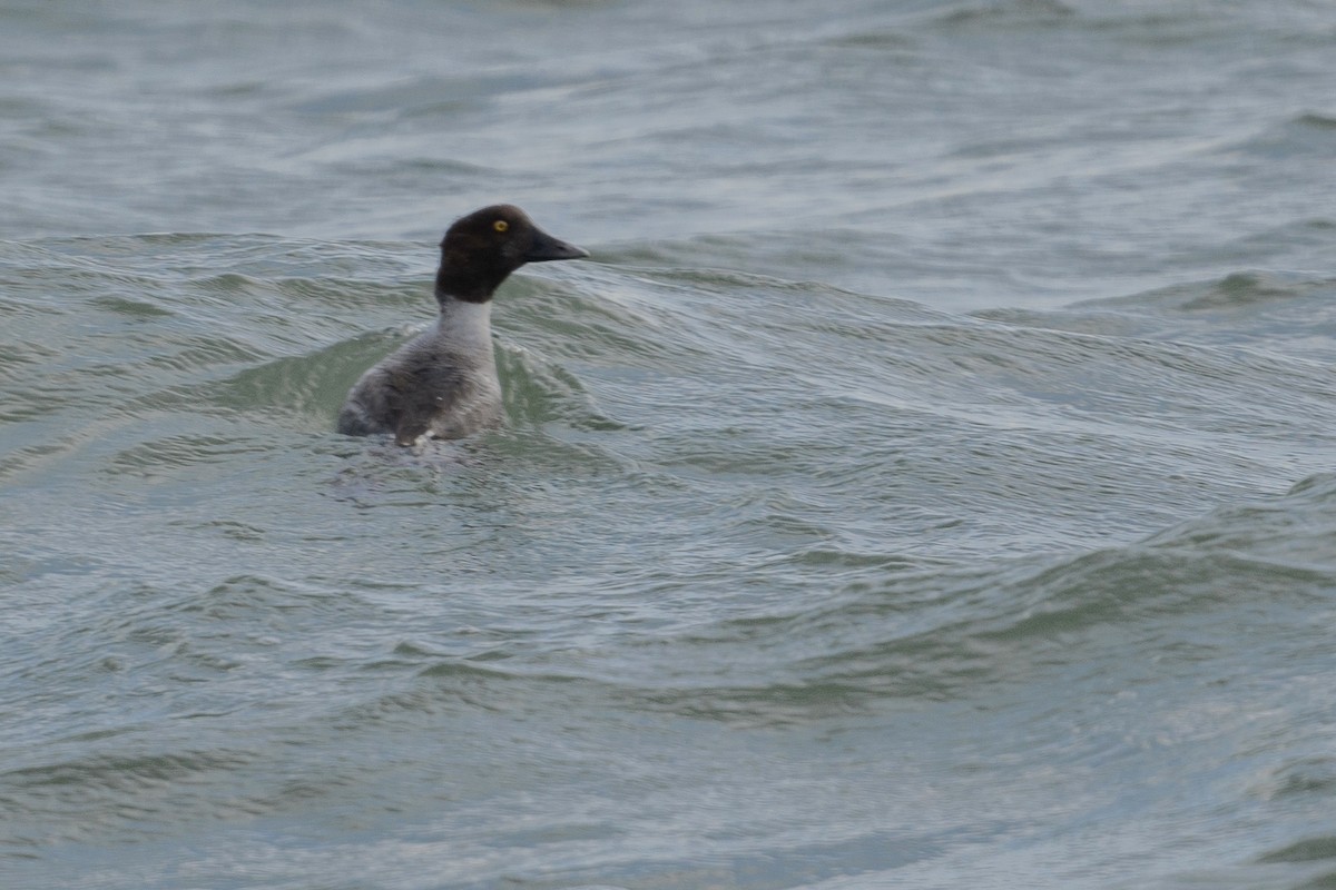 Common Goldeneye - ML626584015