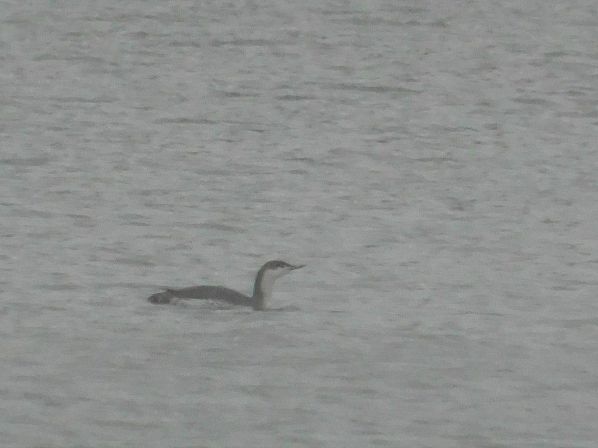 Red-throated Loon - ML626584373