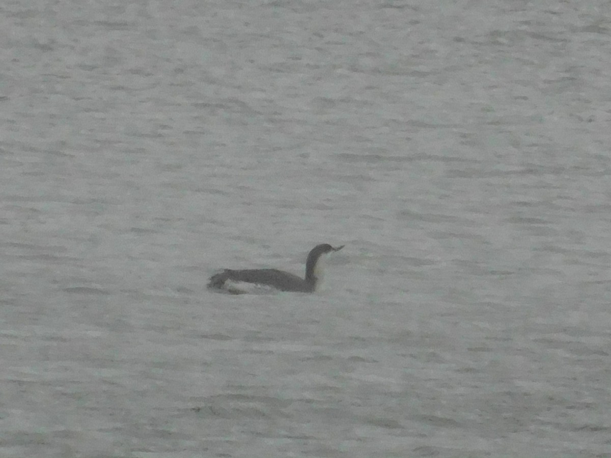 Red-throated Loon - ML626584375