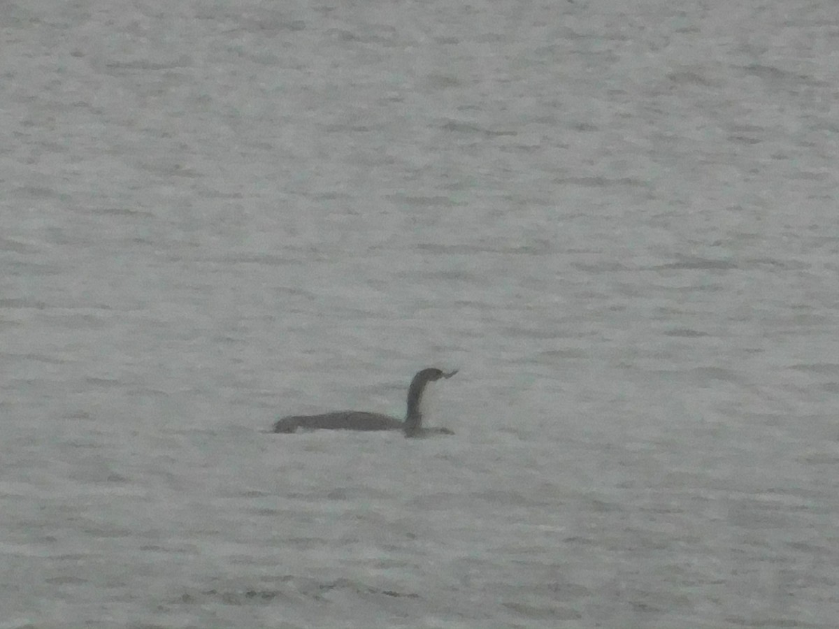 Red-throated Loon - ML626584376