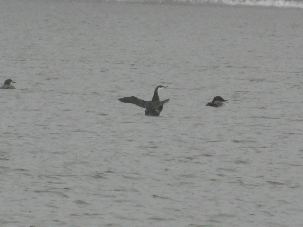 Red-throated Loon - ML626584382